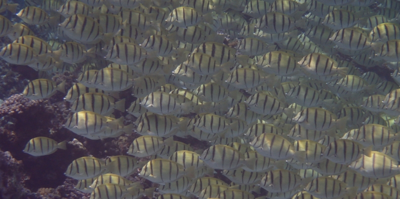 ���z�̃{�f�B��ڎw���āb�A�~�m�_�����Ղ�I�u�A�~�m�X�p���^��GOLD�v
���T�C�g